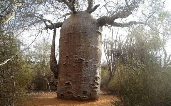 un grosso tronco d'albero che imita l'ingrandimento del pene